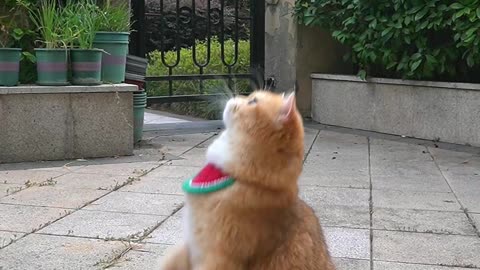 Funy cat
