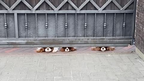 Triplet dogs bark at passers-by