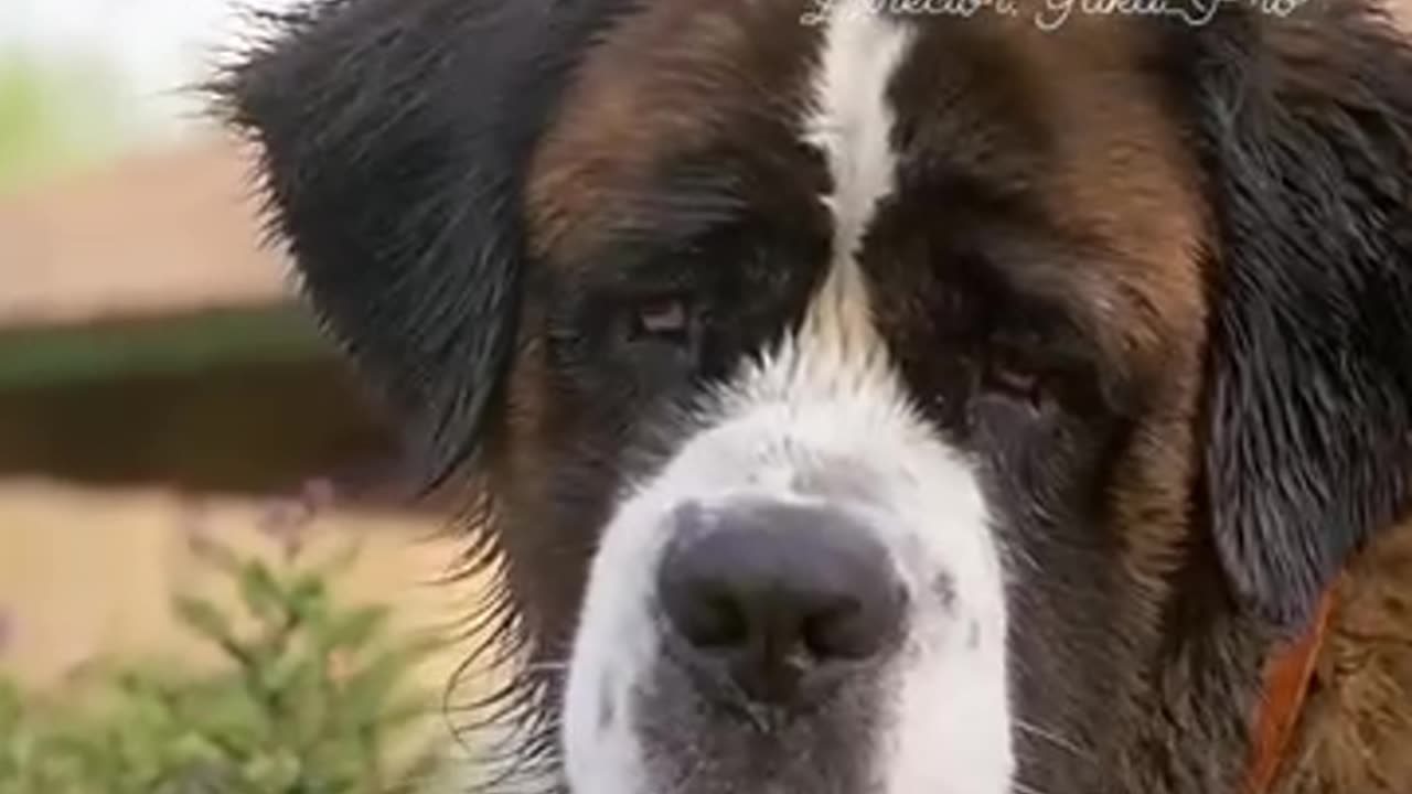 How a Dog saved the life of a drowning kid