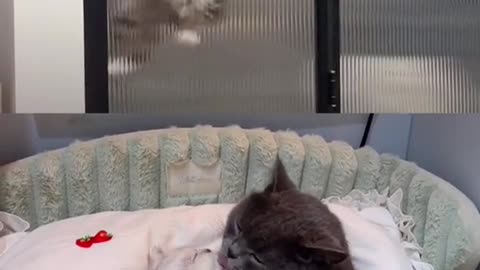 loving cat