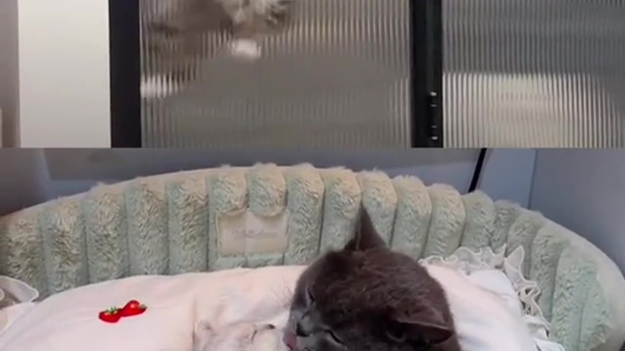 loving cat
