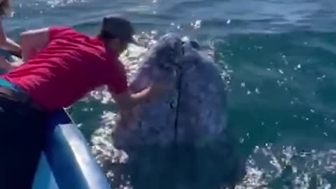 Tourists kiss friendly whale