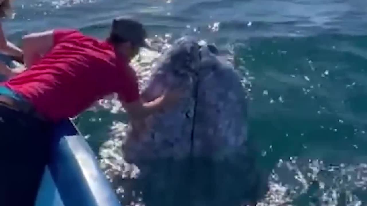 Tourists kiss friendly whale