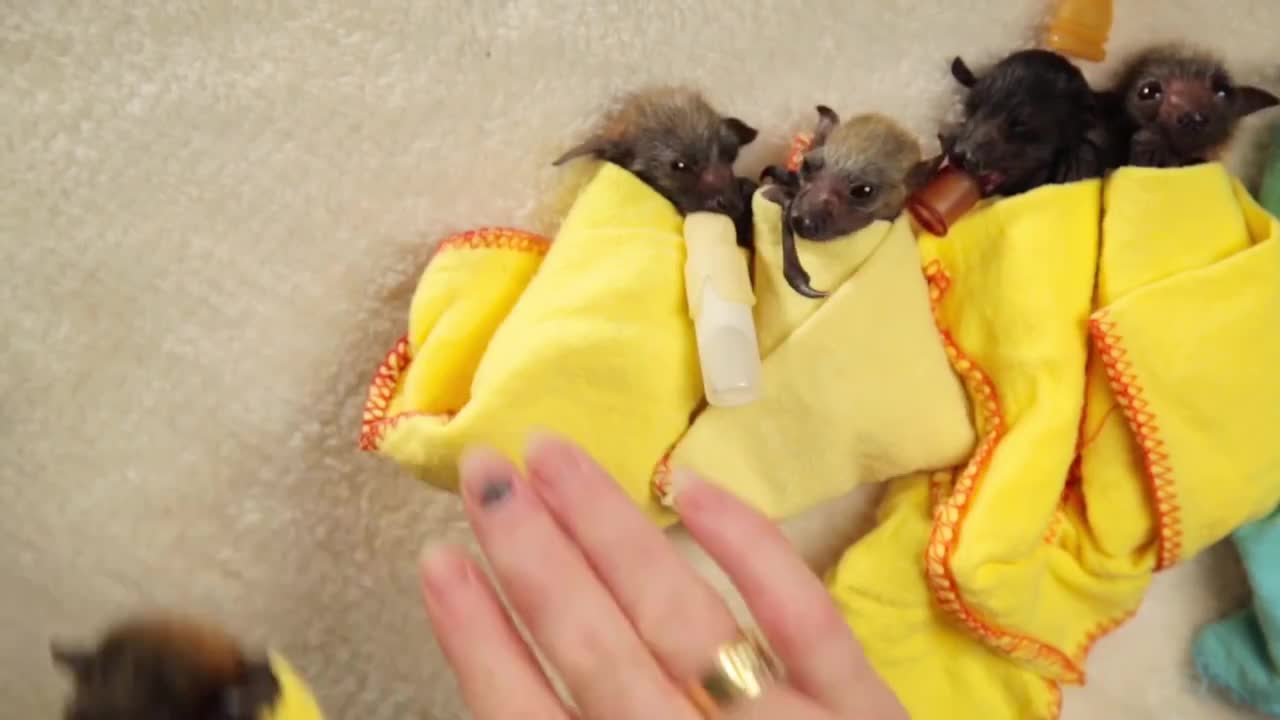 Baby Bat Burritos