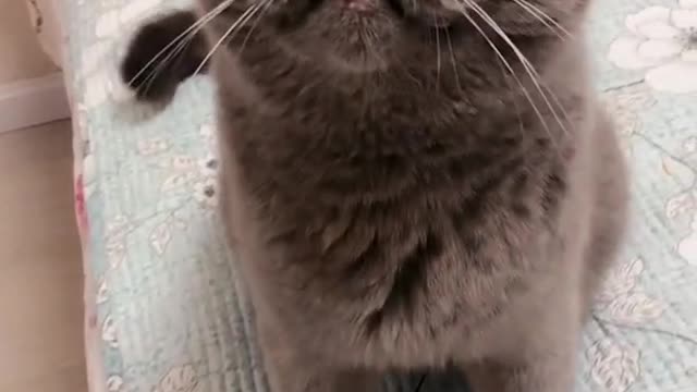 OMG So Cute Cats ♥ Best Funny Cat ❤️🐈Videos 2021 #shorts