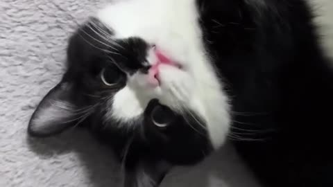 FUNNY CAT