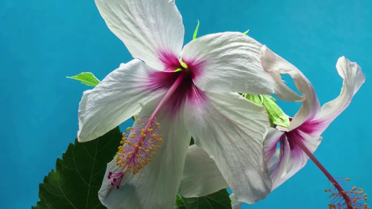 Beautyful flower videos