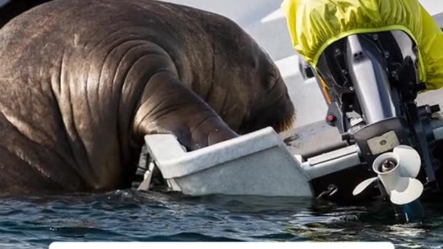 She's 1,300 pounds, moves "like a potato sack," and just wants a place to nap