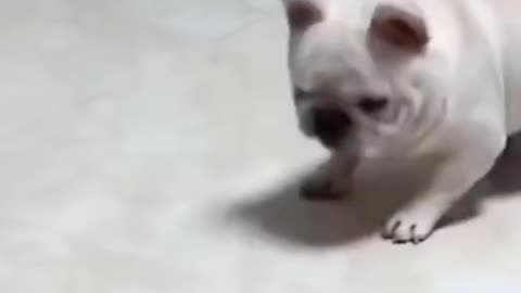 Lovely puppy playing with a toy car 🙂🙂