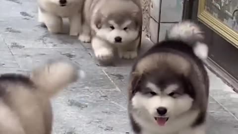 Adorable, cute Alaskan dogs #99