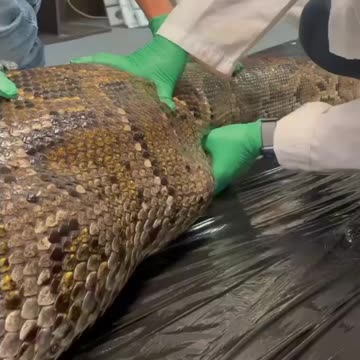 Large python has an interesting diet