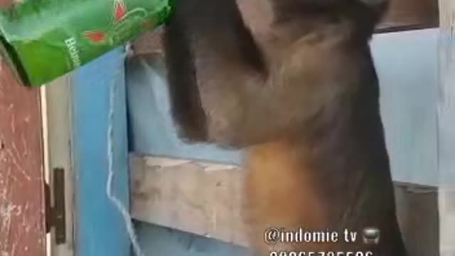 This Monkey Can't Kill Himself