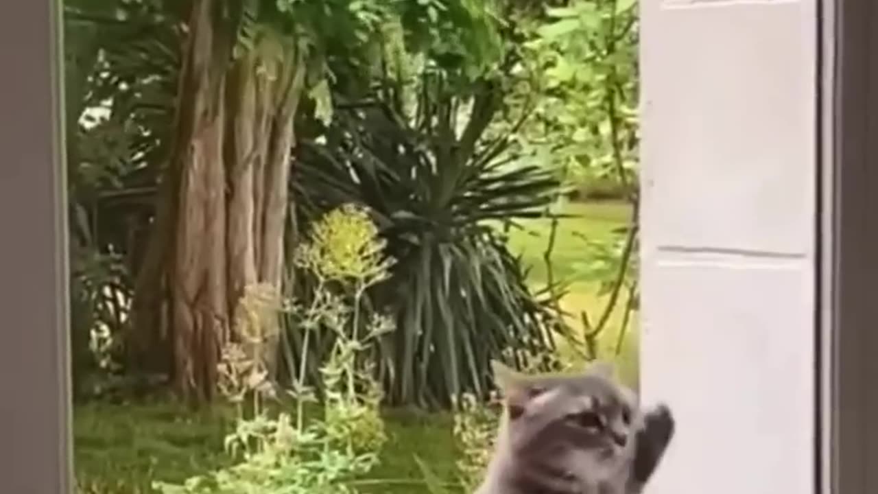 Funny Dogs And Cats Videos 2023 😅👌 - Best Animal Videos Of The Month 😄 #20