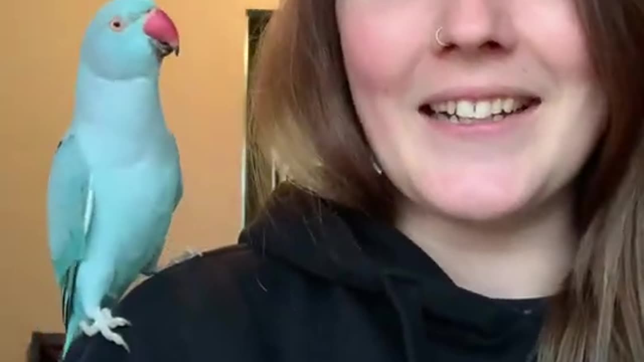 Indian ringneck parrot tell bull terrier to come