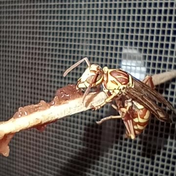 Feeding a Visiting Wasp