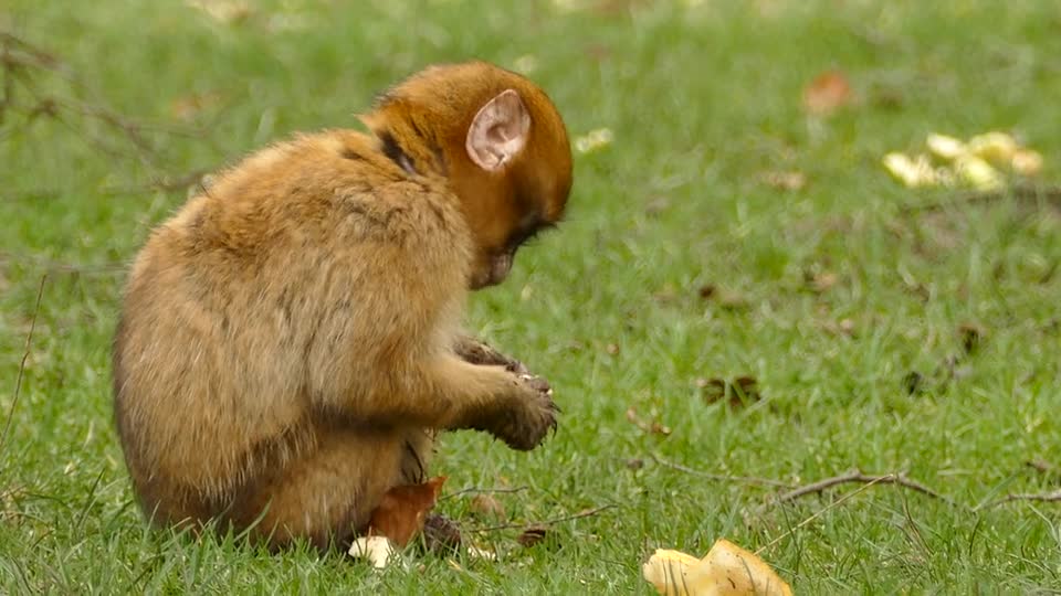 Baby monkey eating Bread | Cute animals