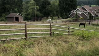 Bucolic scene