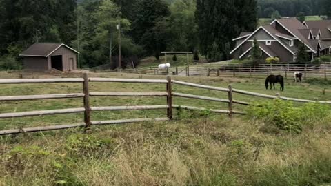 Bucolic scene