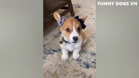 Funniest Animals Video - Funny Dogs And Cats - Try Not To Laugh Animals 2022