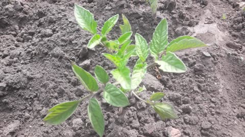 We planted tomatoes