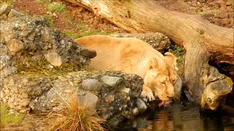 Lioness at the watering hole