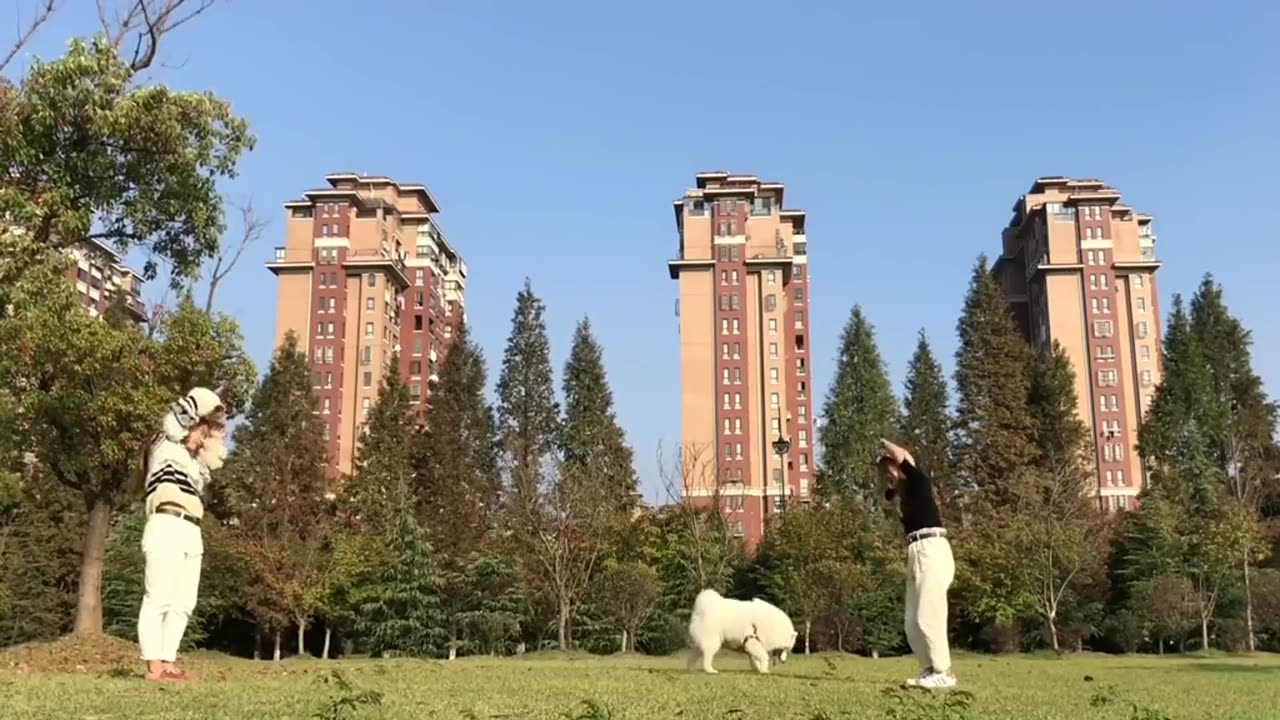 Playing with Dogs in the Park