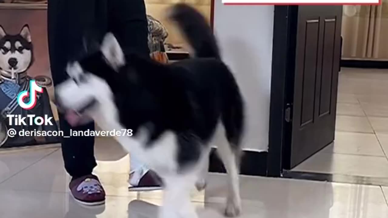 very funny dog