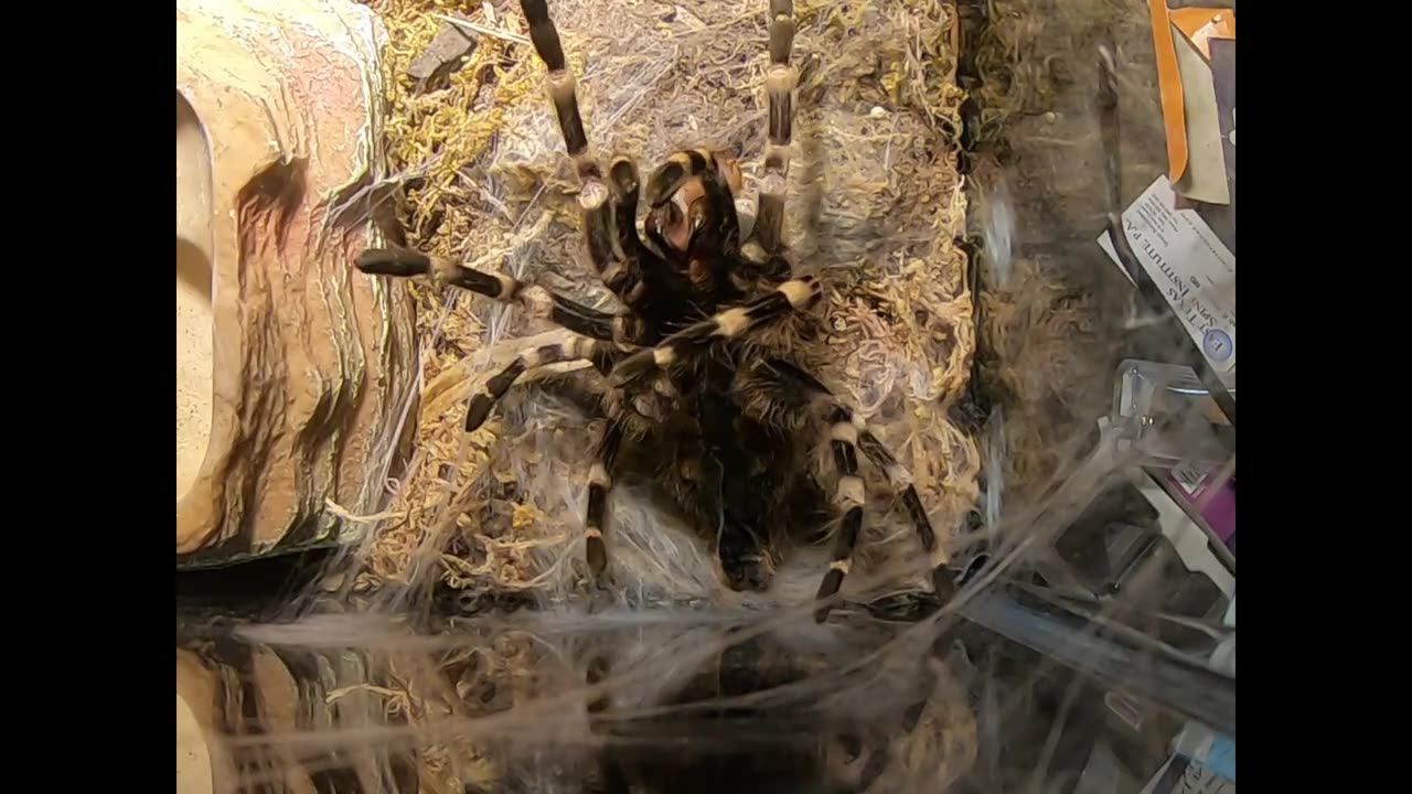 Amazing (time lapse) view of Tarantula Molting