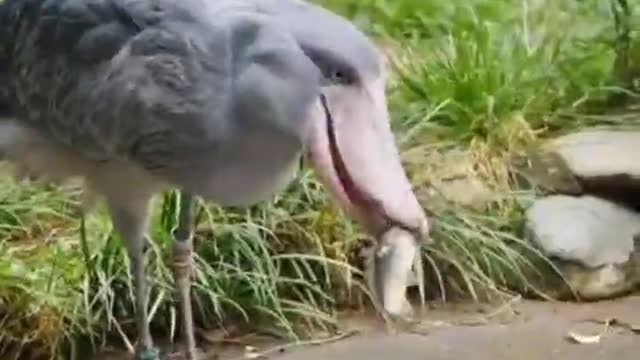 Take aim and catch a good fish to the mouth