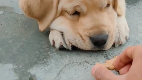 Labrador Puppy Food Wait Command | Wait for End