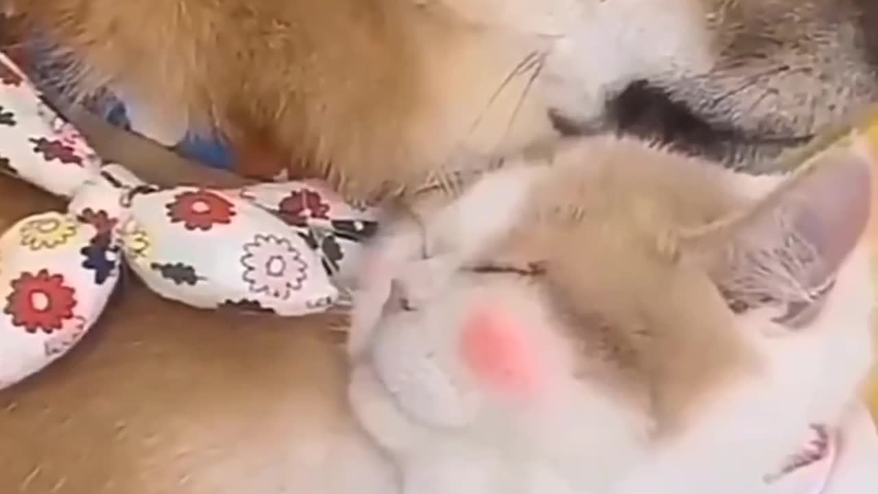 Cat And Dogs Sleep