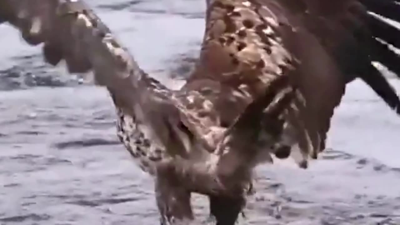 eagles are best hunters.