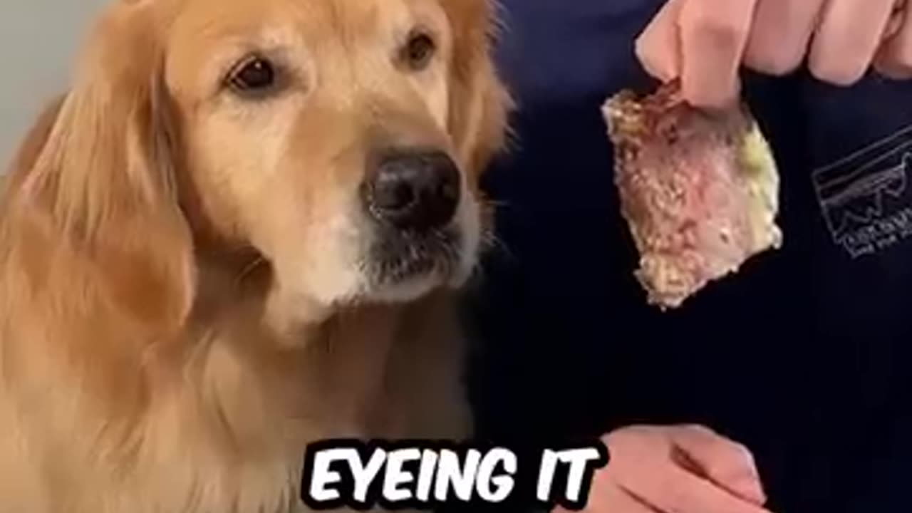 Feeding a dog 1$ vs $10000 Steak