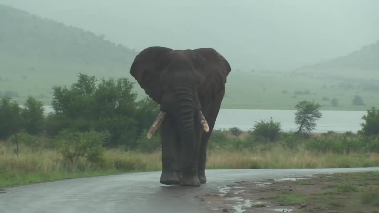 Big Big Big Elephant Walks By Our Car on Safari