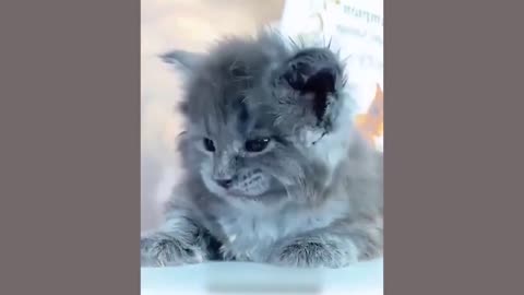 Funny Dogs and Cats video Try not to Laugh Impossible😂😂