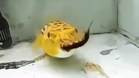 Puffer fish eats anything.