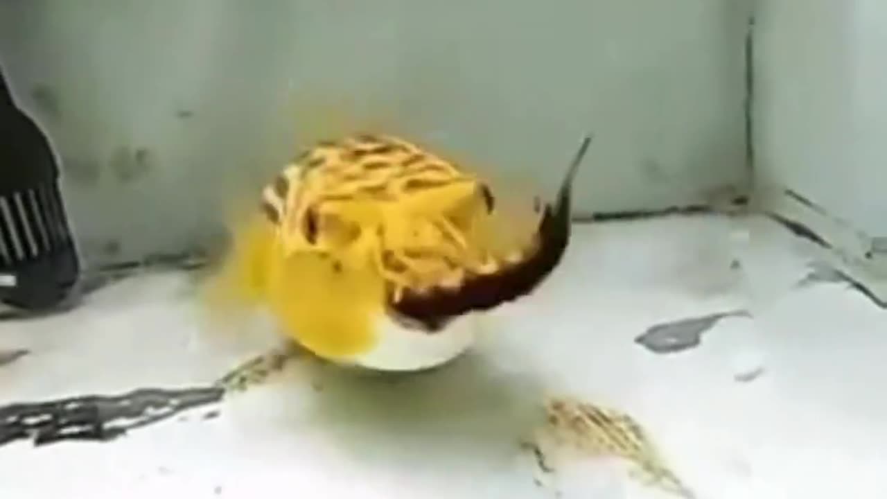 Puffer fish eats anything.