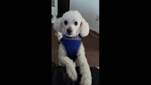 Cute Poodle Needs Some Attention