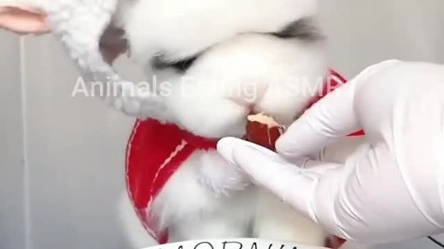 Animals doing ASMR Ep:12