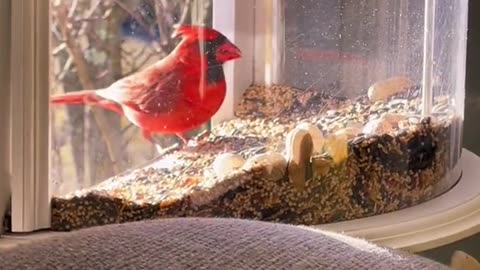 Bird watching