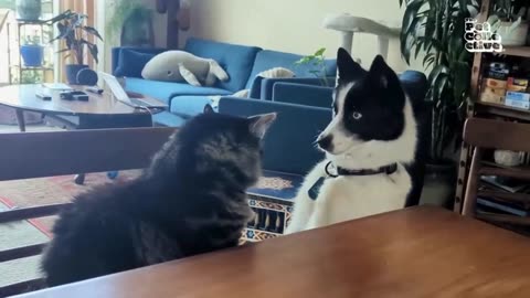 Funny Dogs And Cats Videos 2024 😅 - Best Funniest Animal Videos Of The week #45