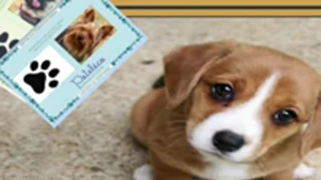 funny apple dog #cachorros