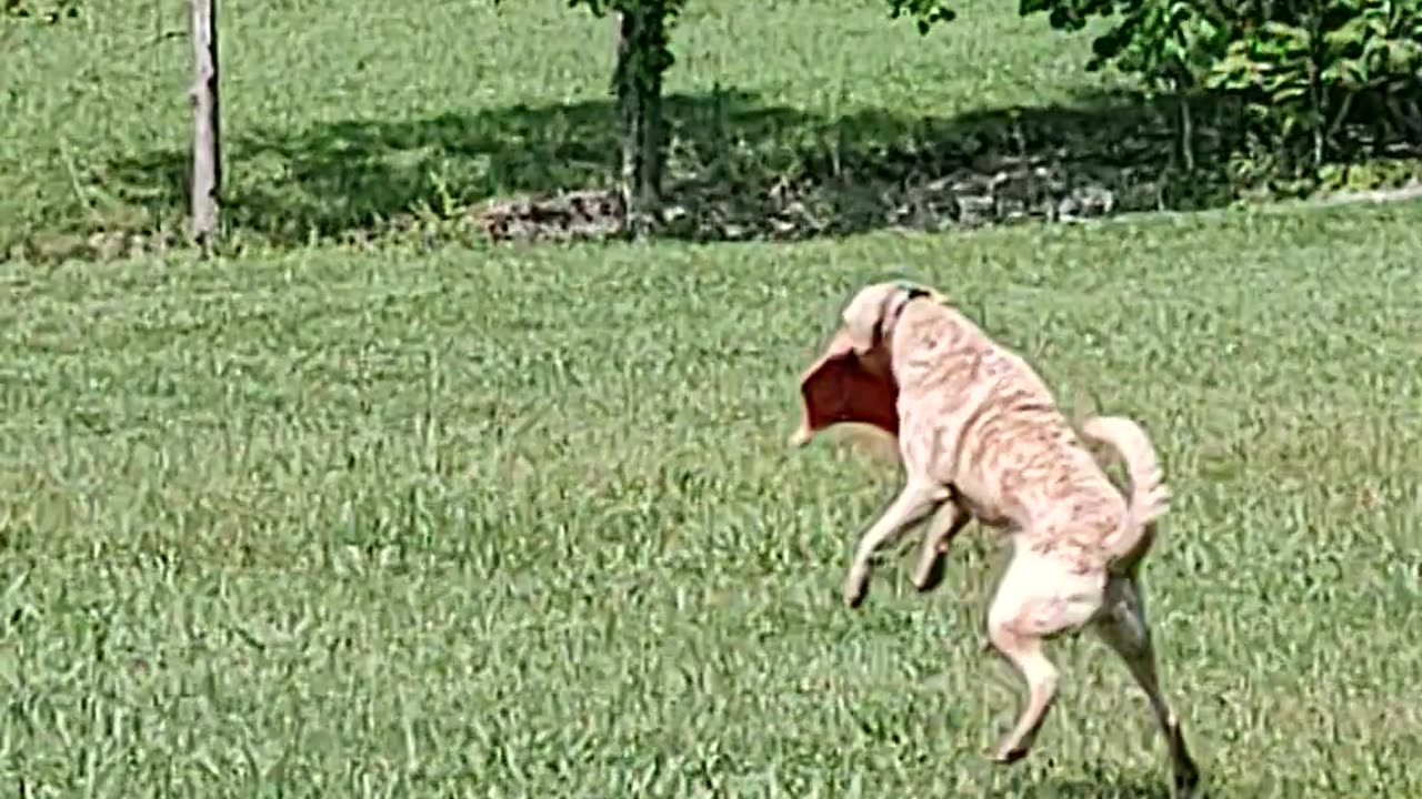 Rosie is a Frisbee loving girl