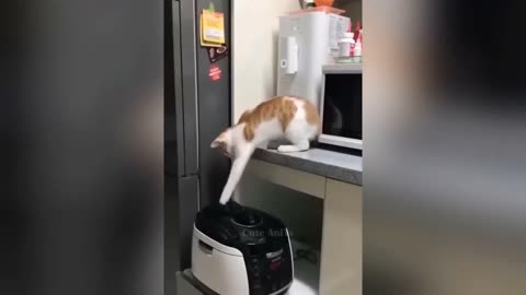 Funniest Animals😂 New Funny Cats and Dogs Videos 😻🐶