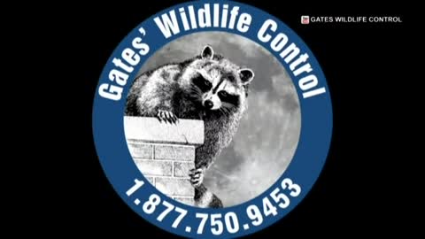 11 raccoons removed from Toronto home under construction