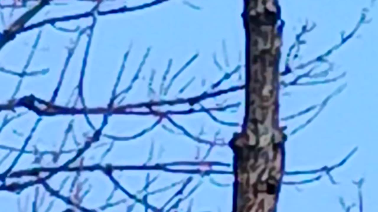 Hawk kissena park
