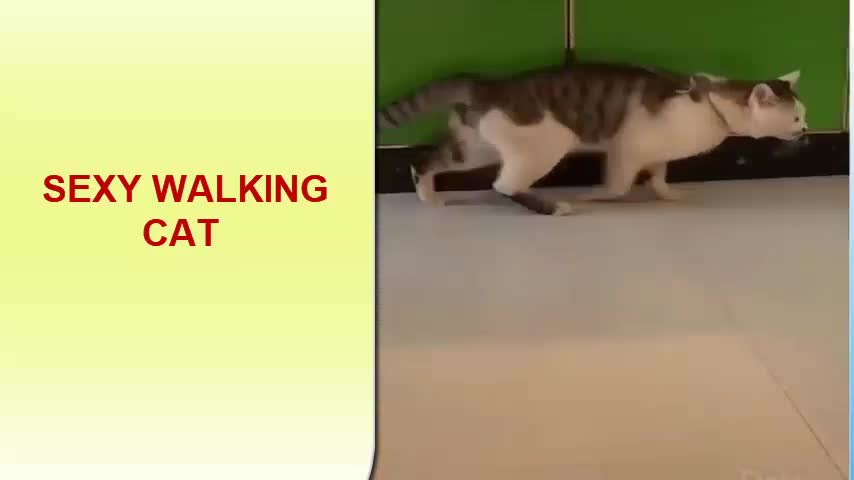 Walking the RUNWAY CAT