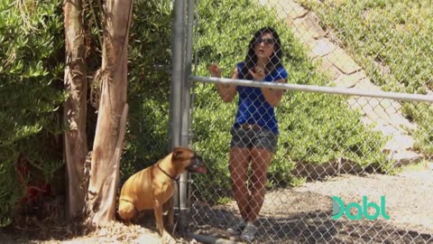 Cesar Uses An E-Collar To Train Agressive Boxer