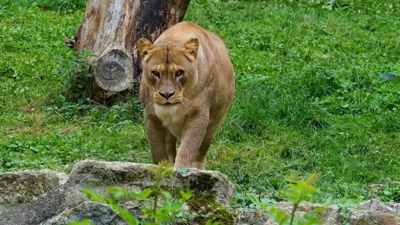 lion and tiger video