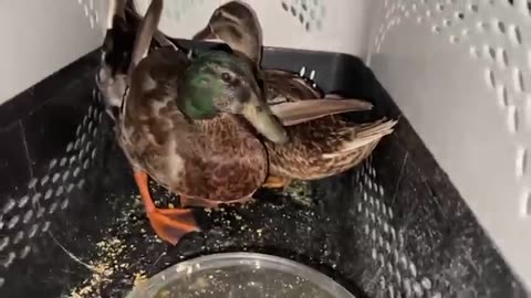 Chotay Bhai Ko Ganday Pani Me Phenk Diya 🤣